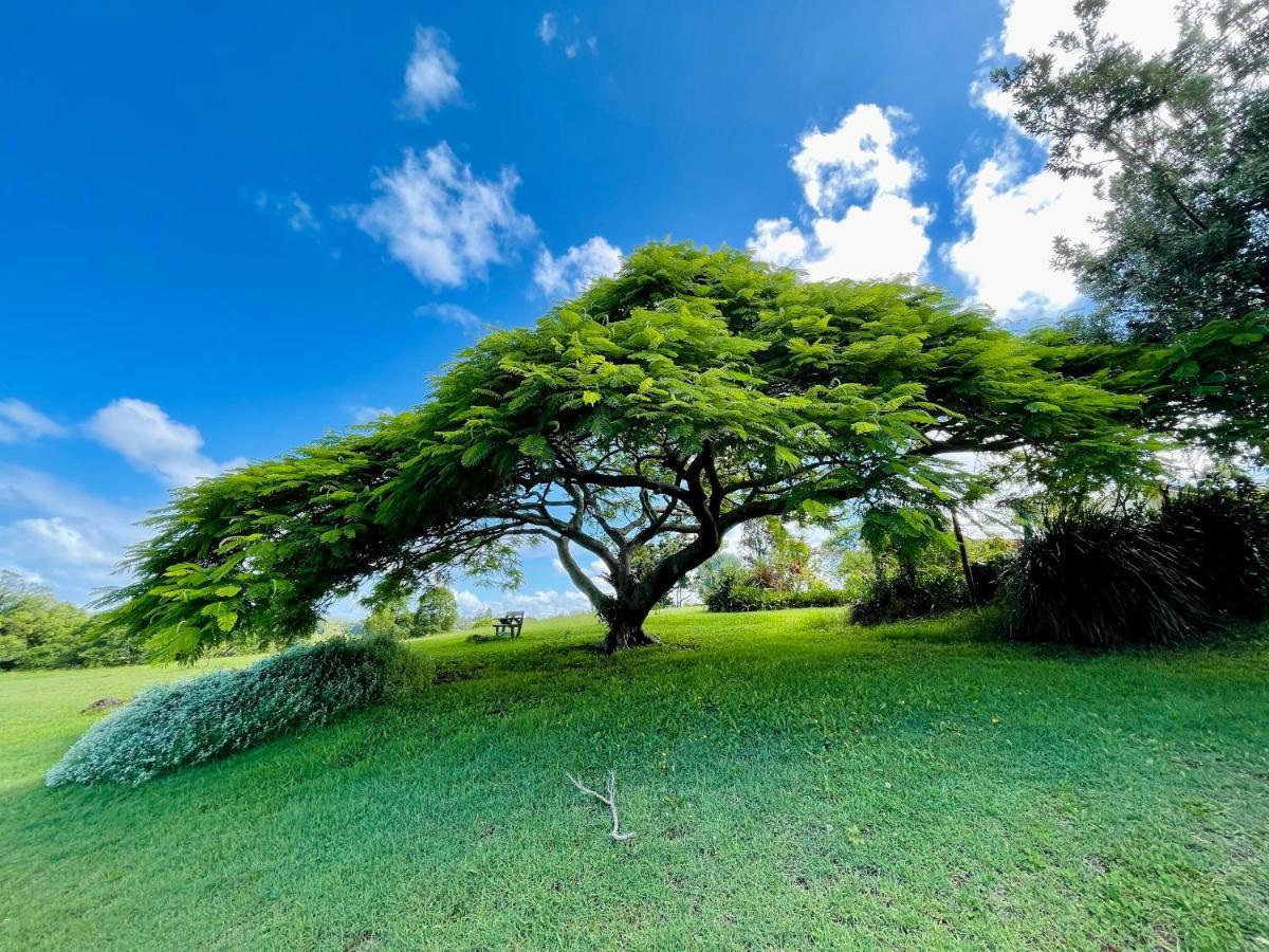 Gasthaus Tropical Coast Retreat - Pet Friendly - Adult Only Kingscliff Exterior foto